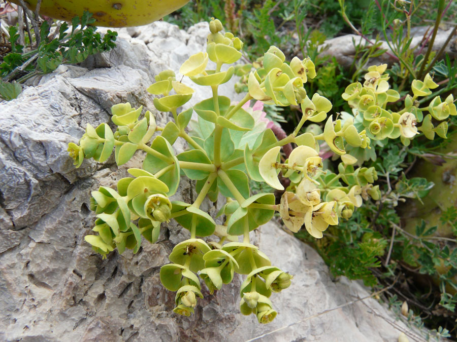 Euphorbia segetalis / Euforbia delle messi